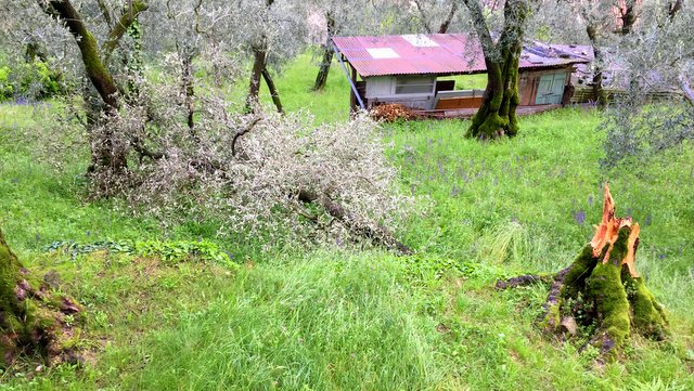 Olivenbaum flachgelegt